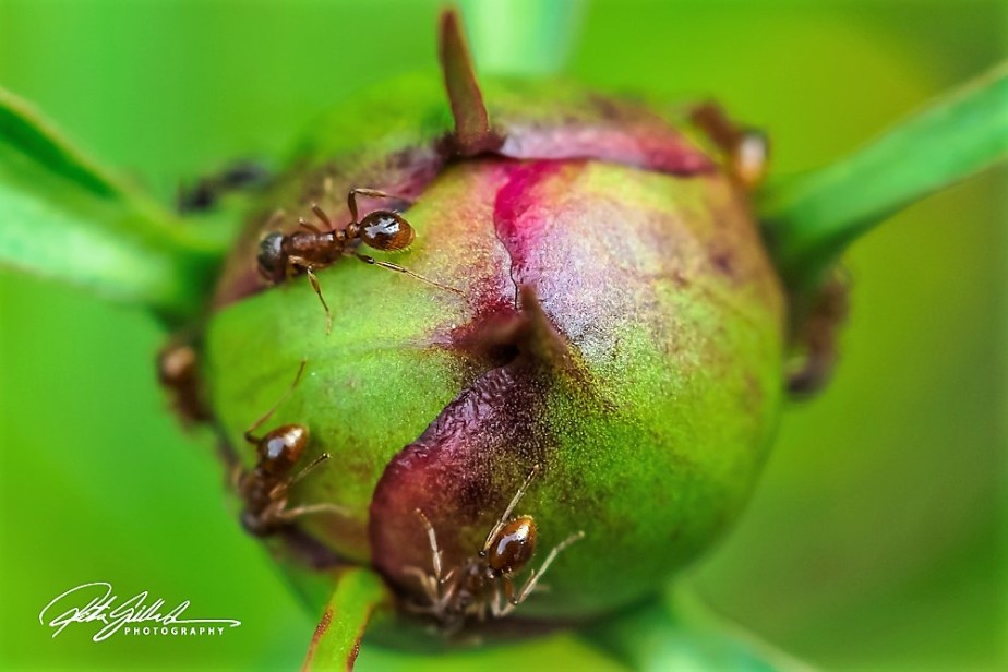 summer flowers (85 of 96)