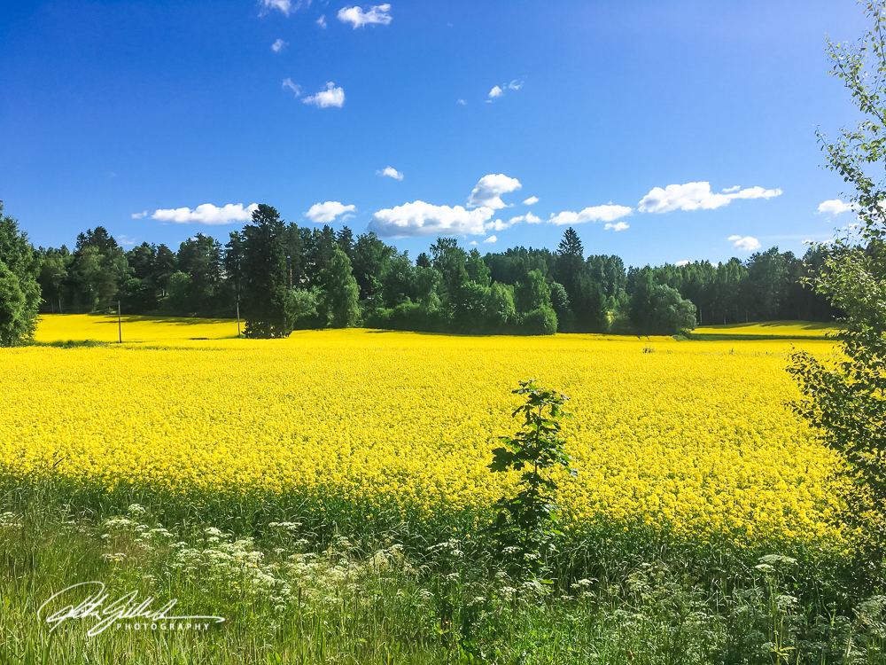 Fields web (1 of 17)