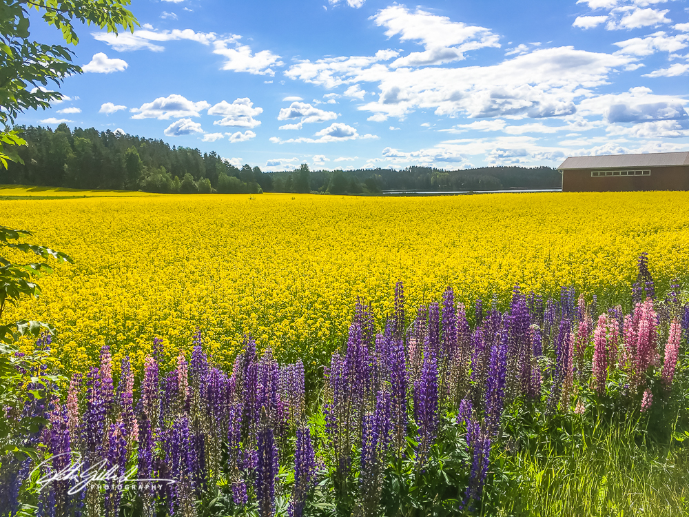 Fields web (3 of 17)