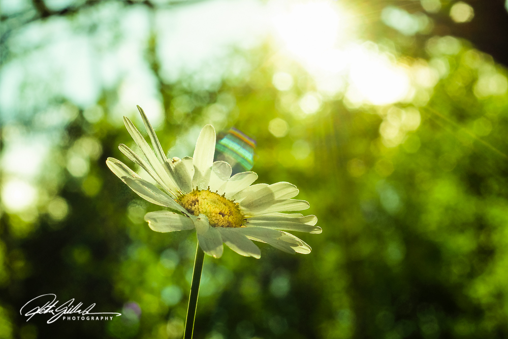 summer flowers (155 of 207)