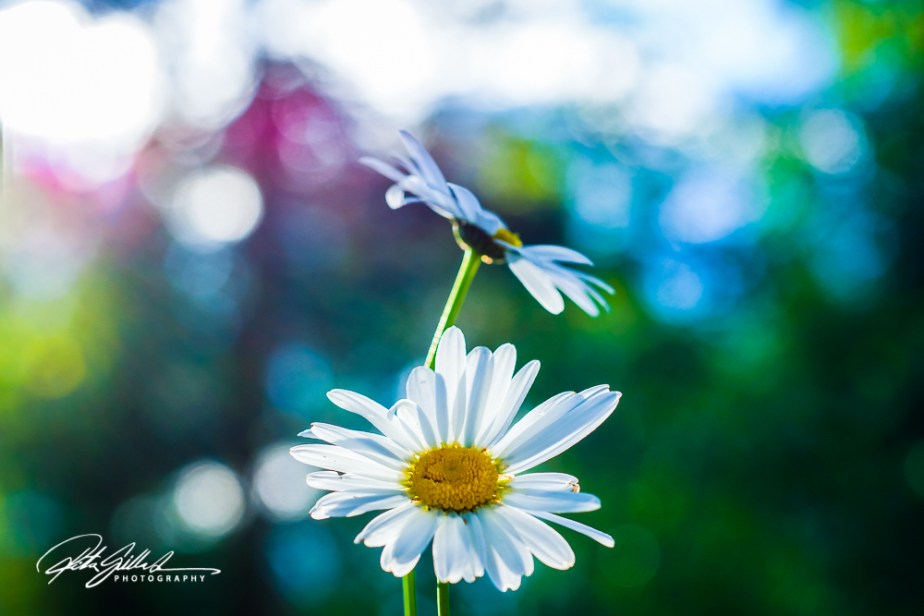 summer flowers (166 of 207)