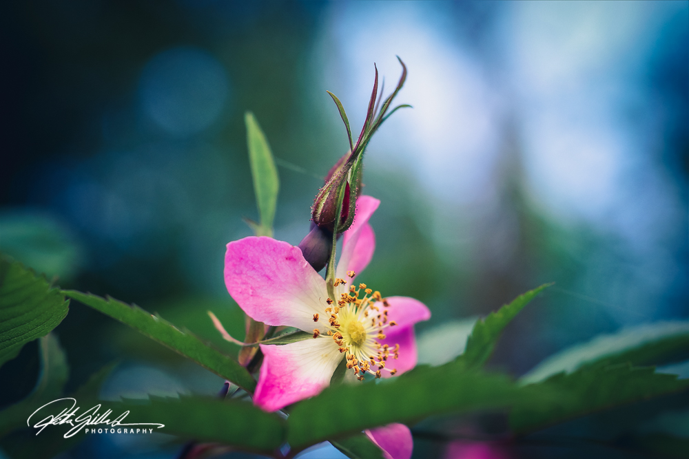 summer flowers (25 of 207)