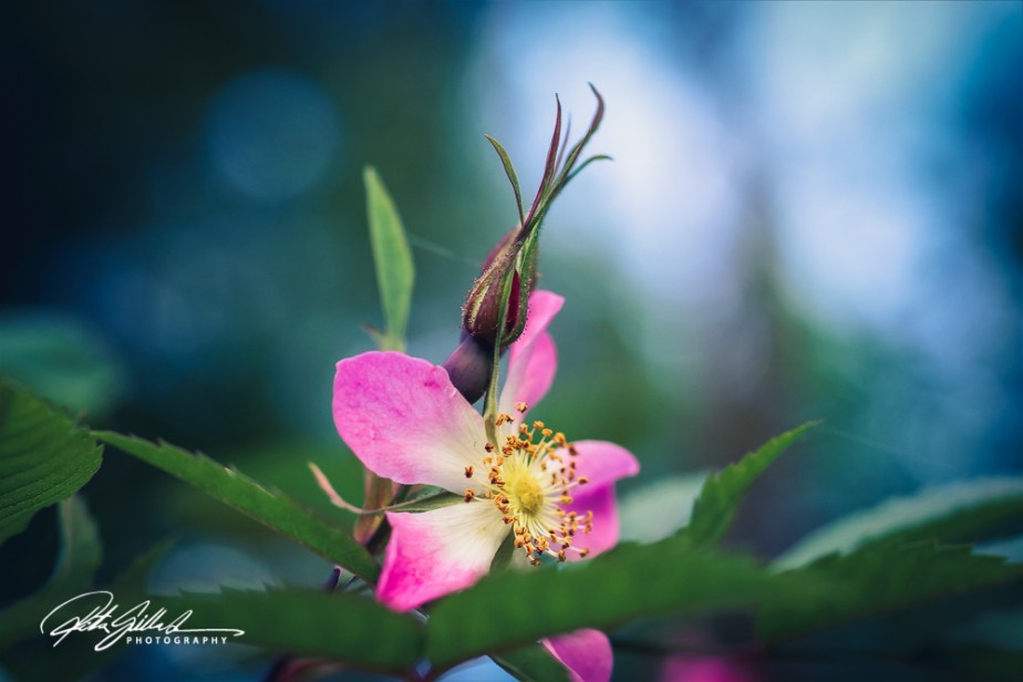 summer flowers (25 of 207)