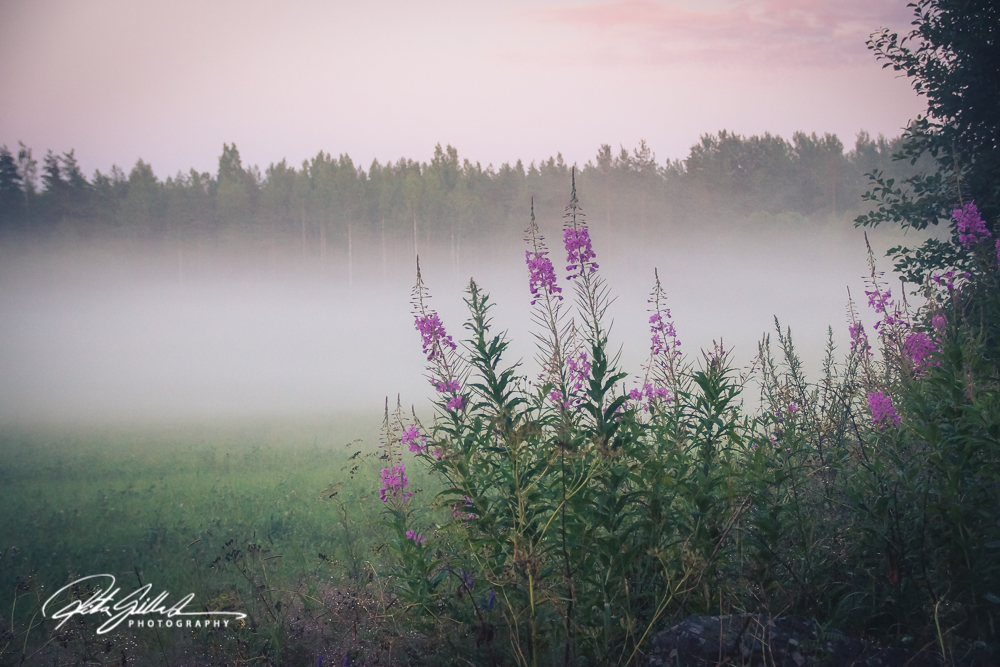 sunset and mist-04477