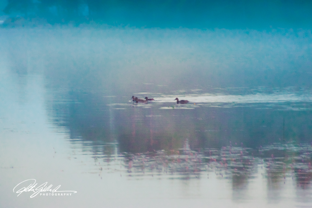 sunset and mist-04538