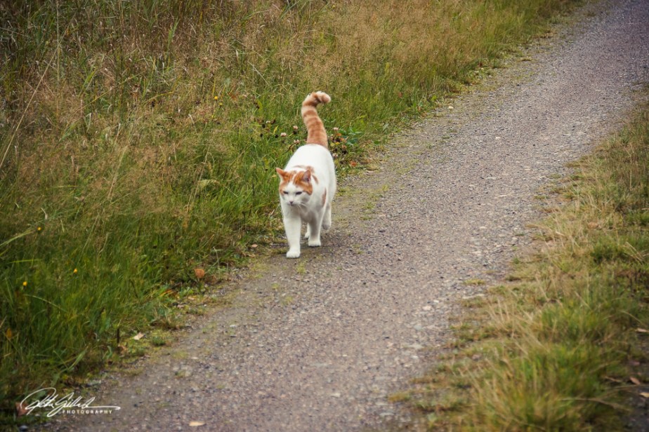 Lens Artists Challenge #317: Walking the&nbsp;Neighborhood