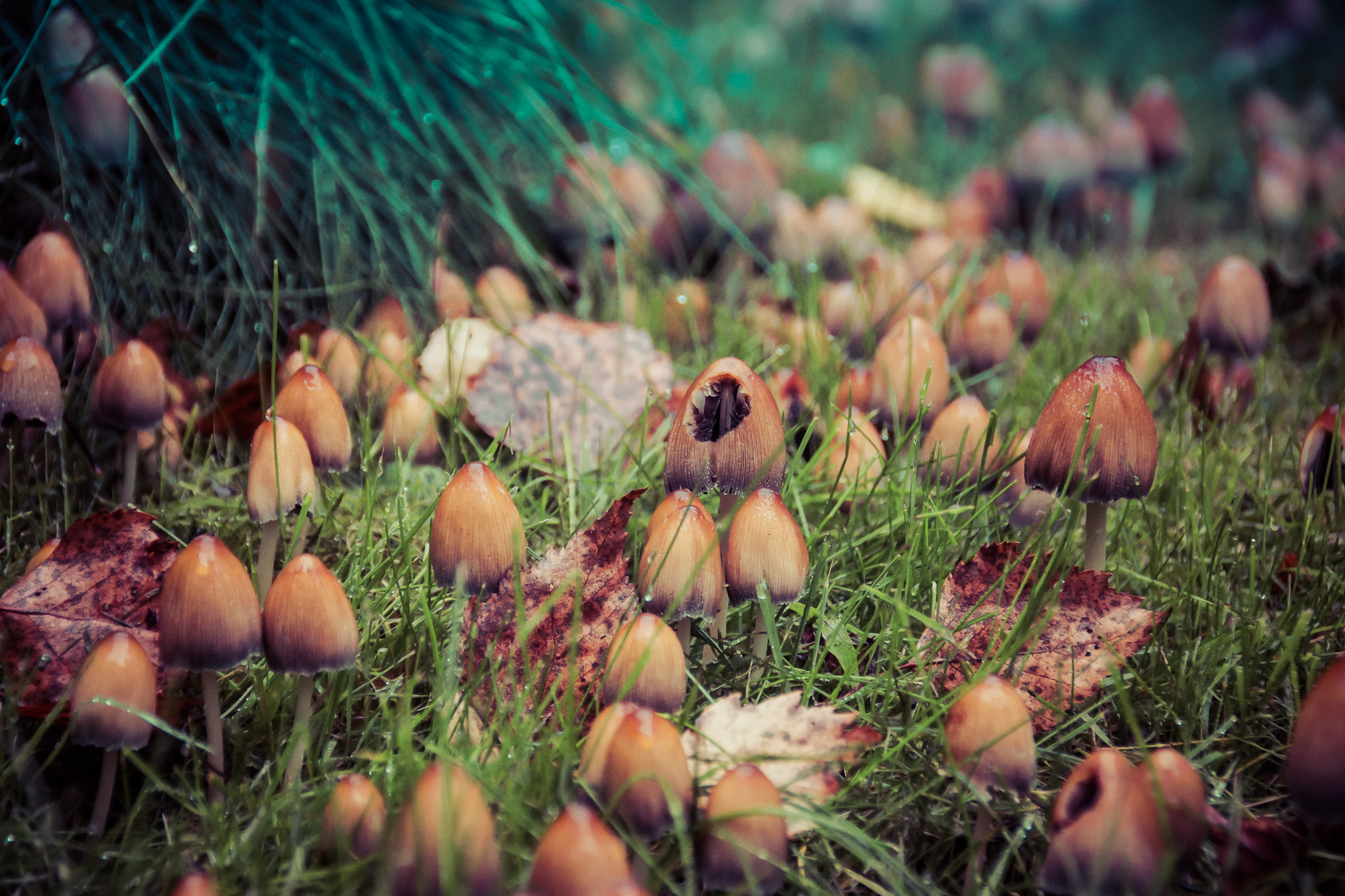 Rainy day -fungi village-14