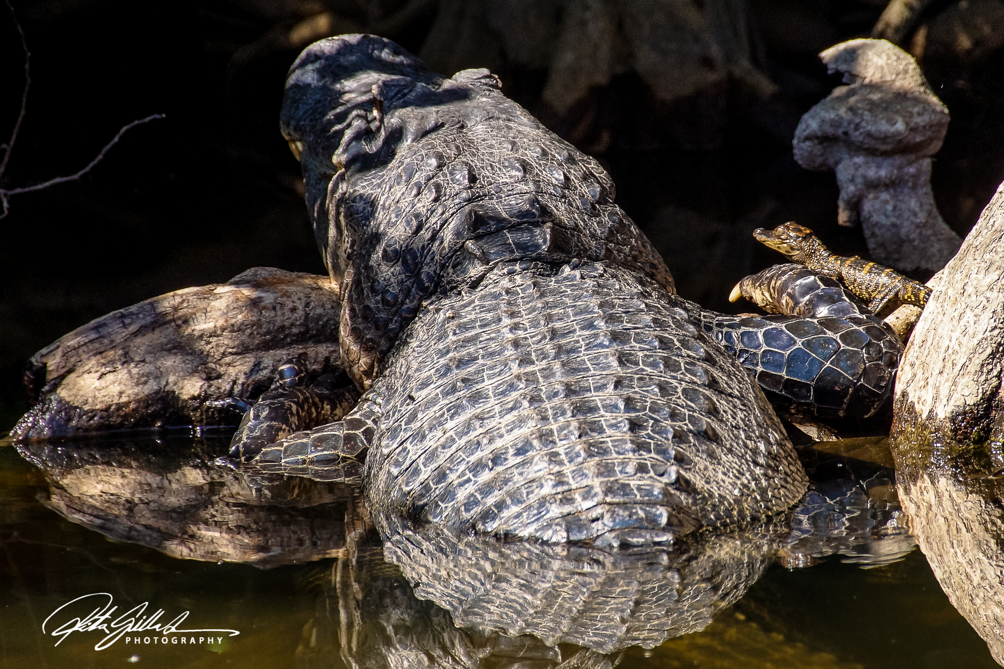 Everglades - Alligators-5