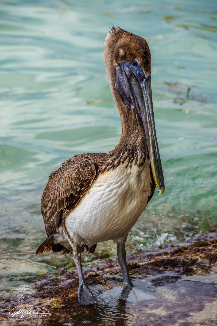 Pelican (11 of 14)