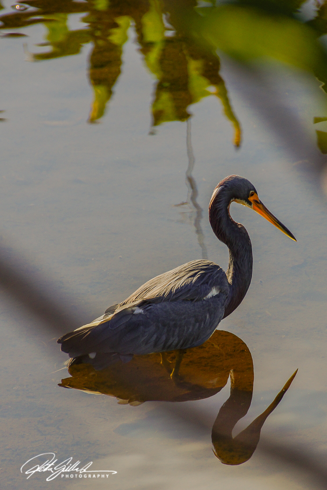 Wakodahatchee Wetland (14 of 154)