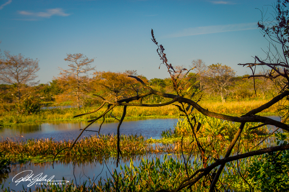 Wakodahatchee Wetland (93 of 154)