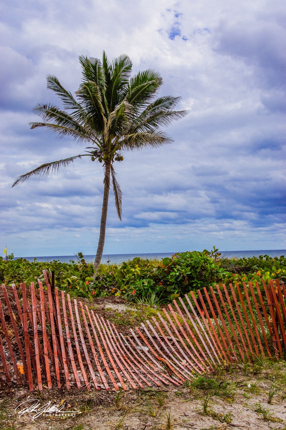 a palm tree (1 of 3)