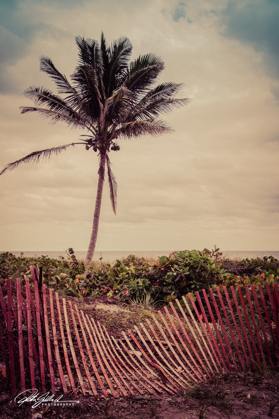 a palm tree (2 of 3)