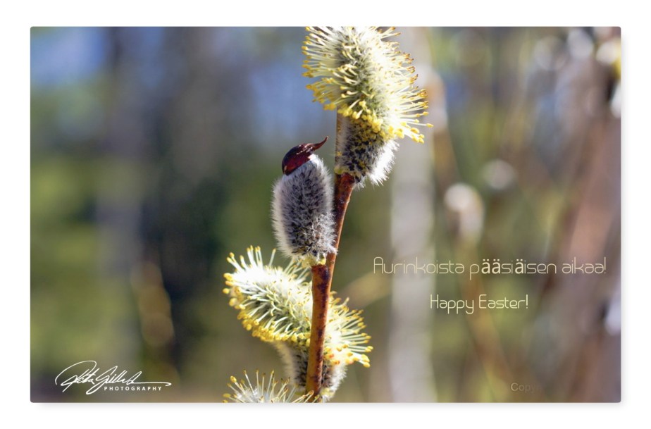 New Phototastic Collage