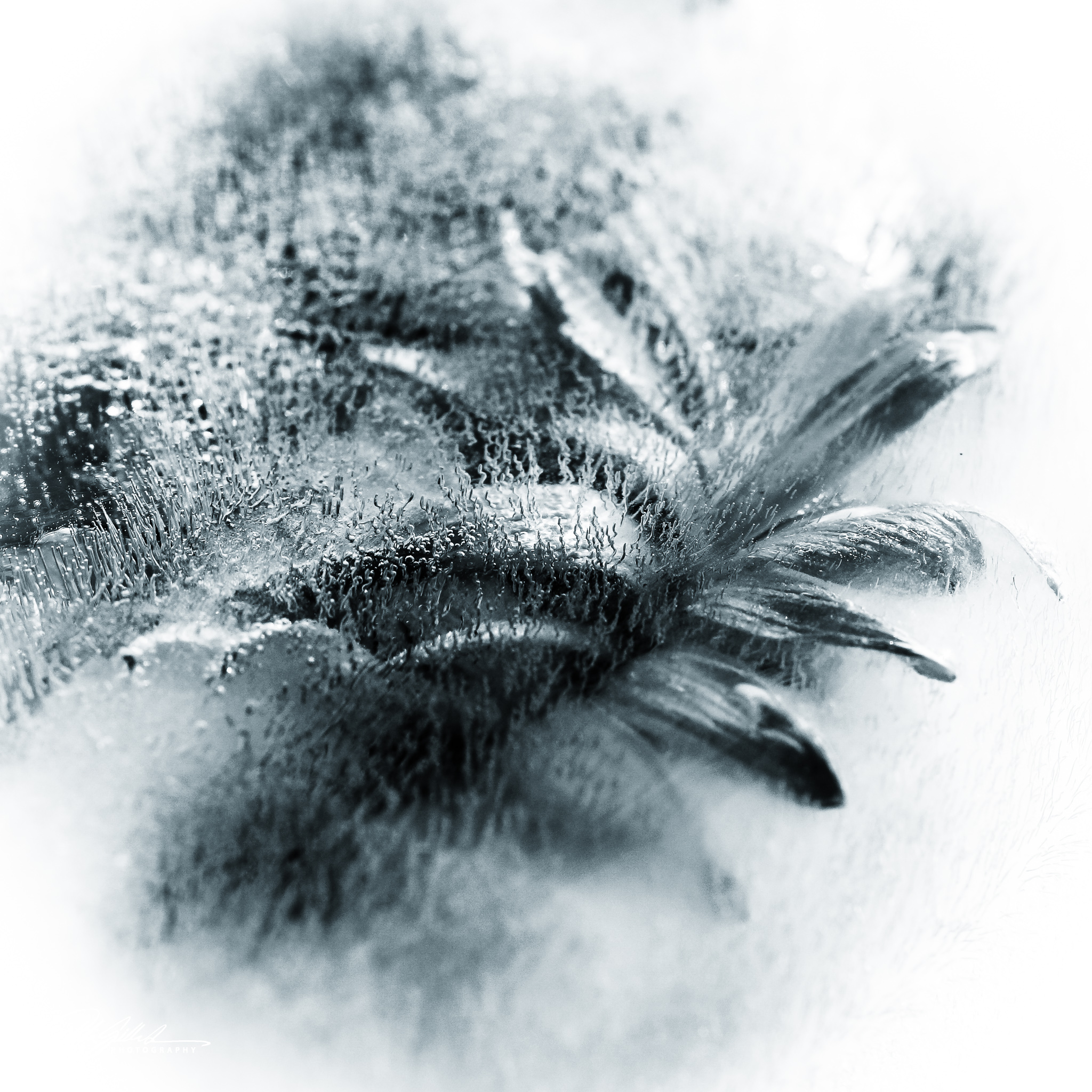 BW flower (1 of 1)-3