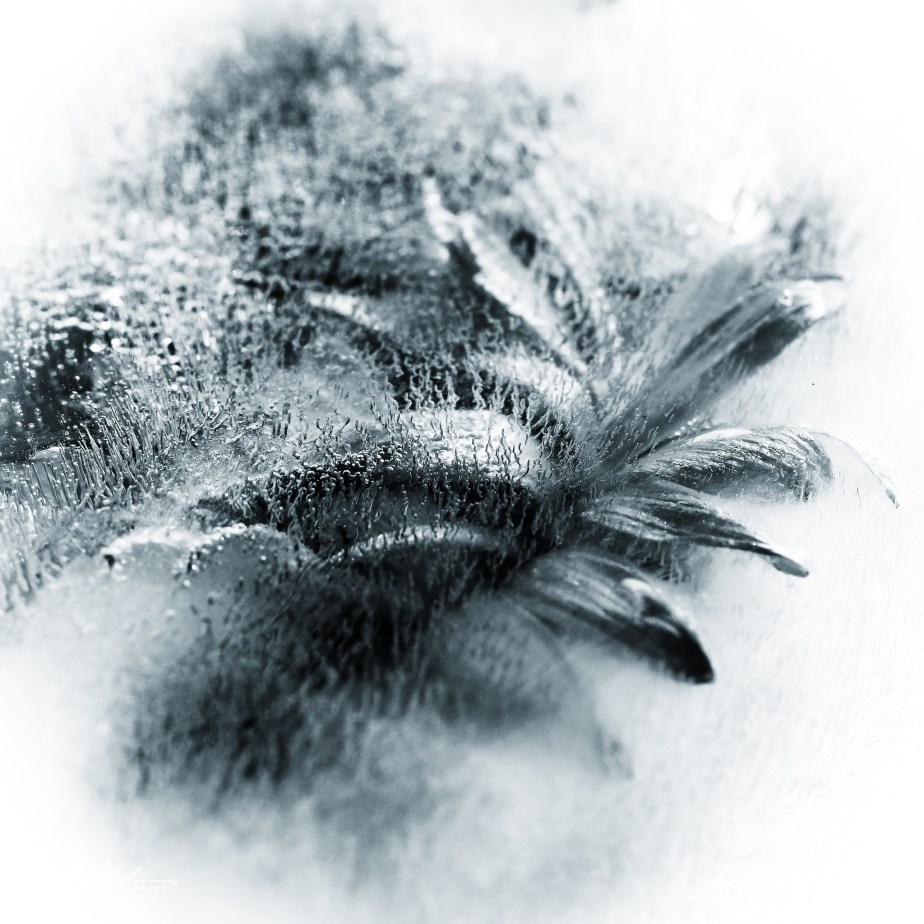 BW flower (1 of 1)-3