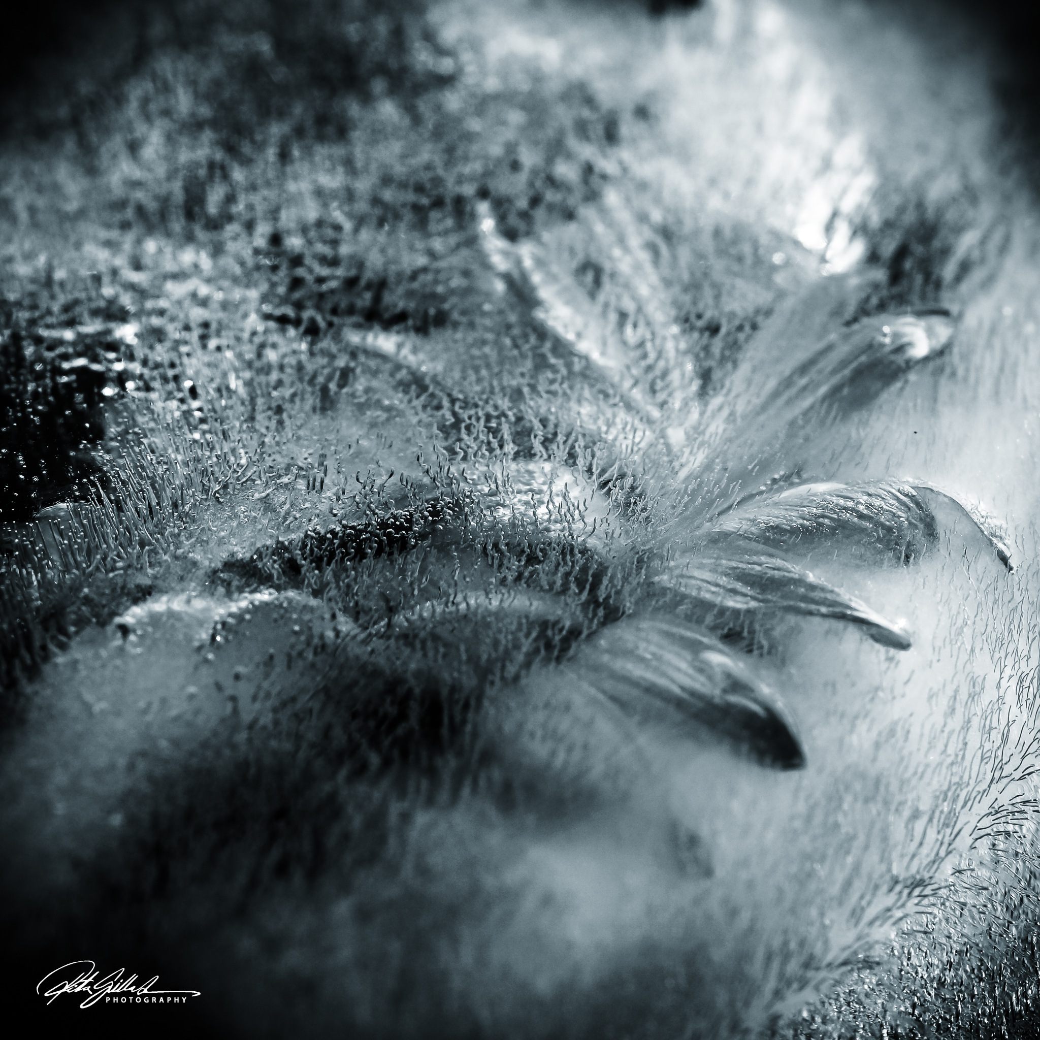 BW flower (1 of 1)-4