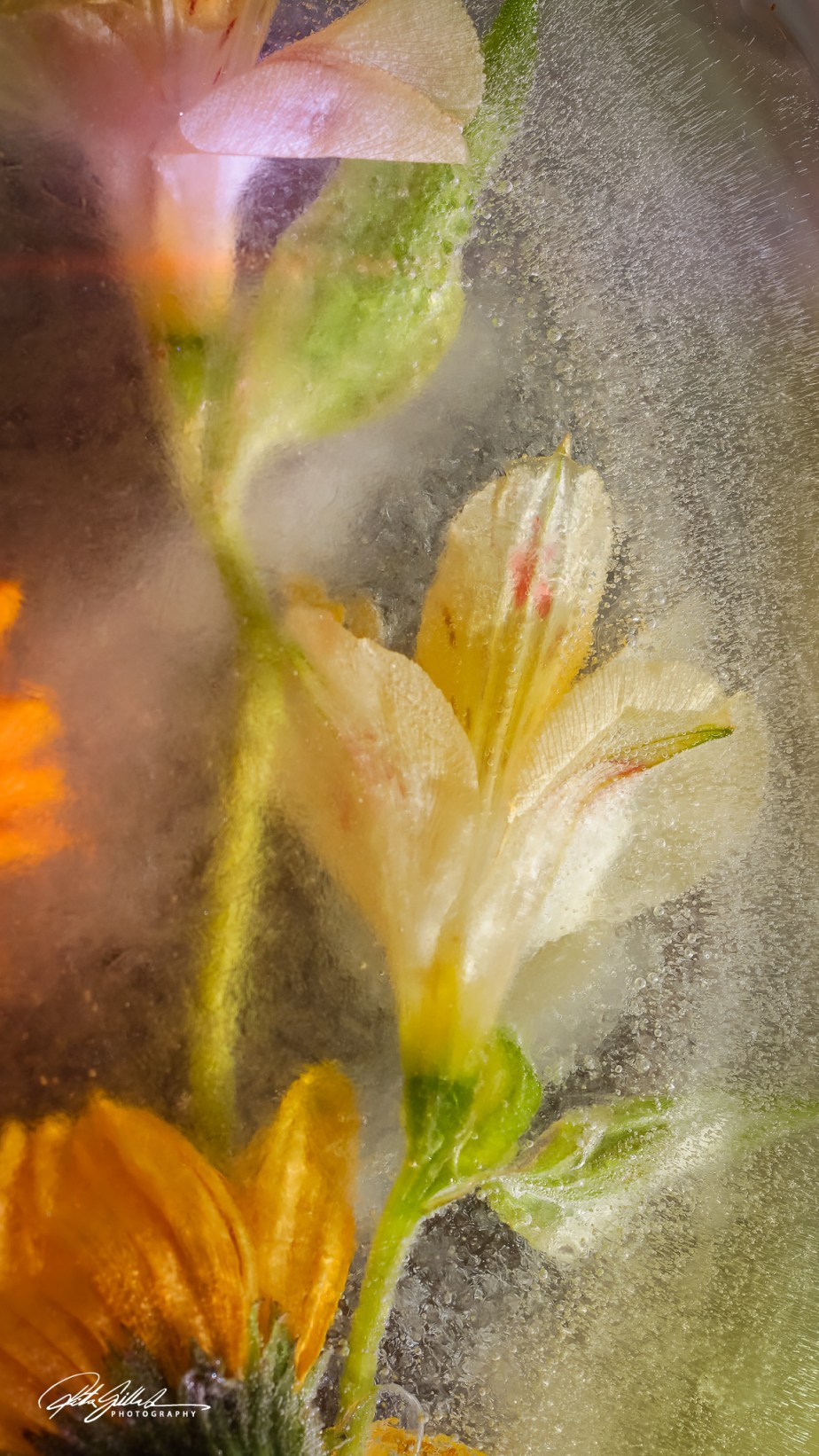 Frozen flowers (1 of 89)