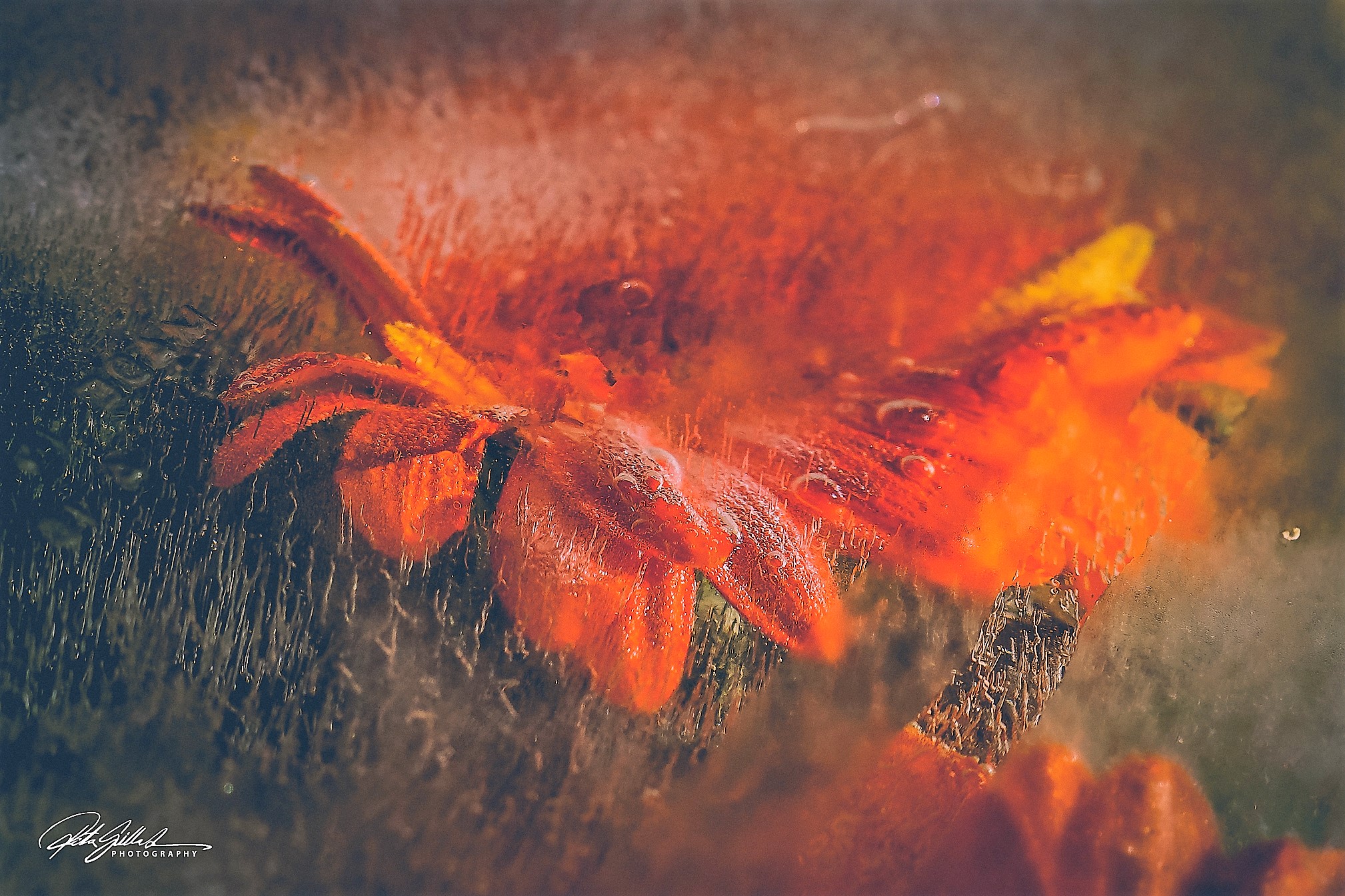 Frozen flowers (9 of 89)