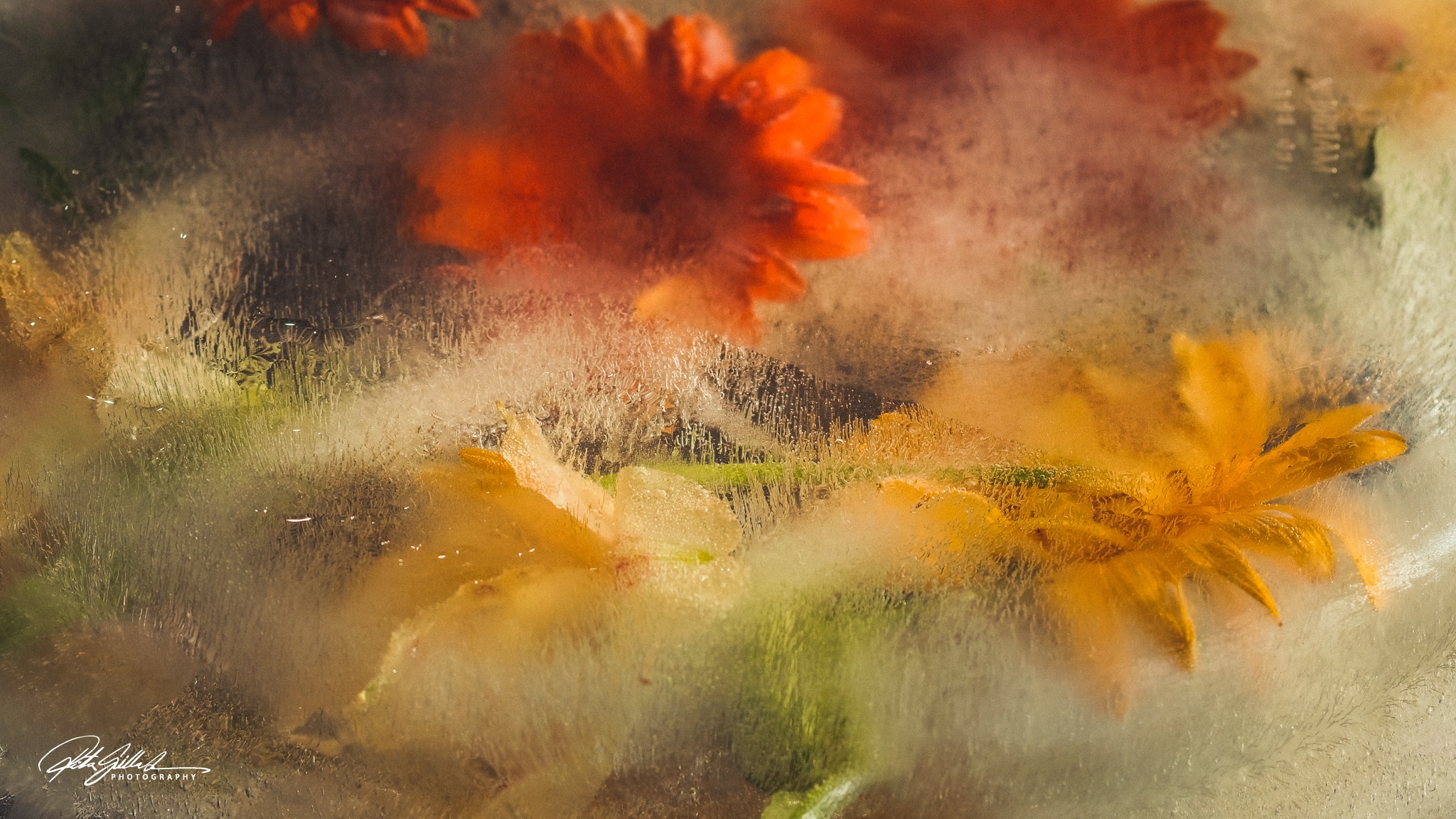 Frozen flowers edit (1 of 1)-6