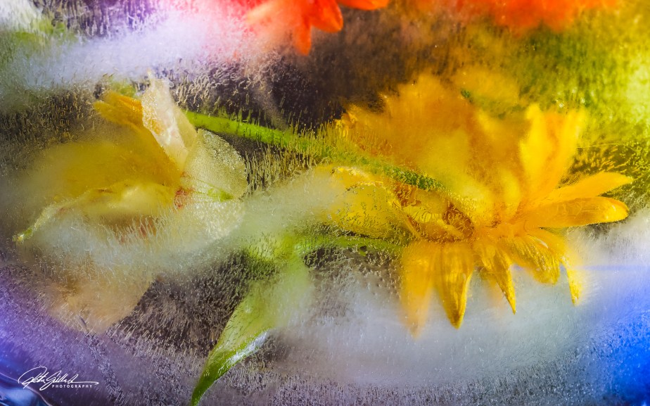 Frozen flowers oyellow gerbera (1 of 1)