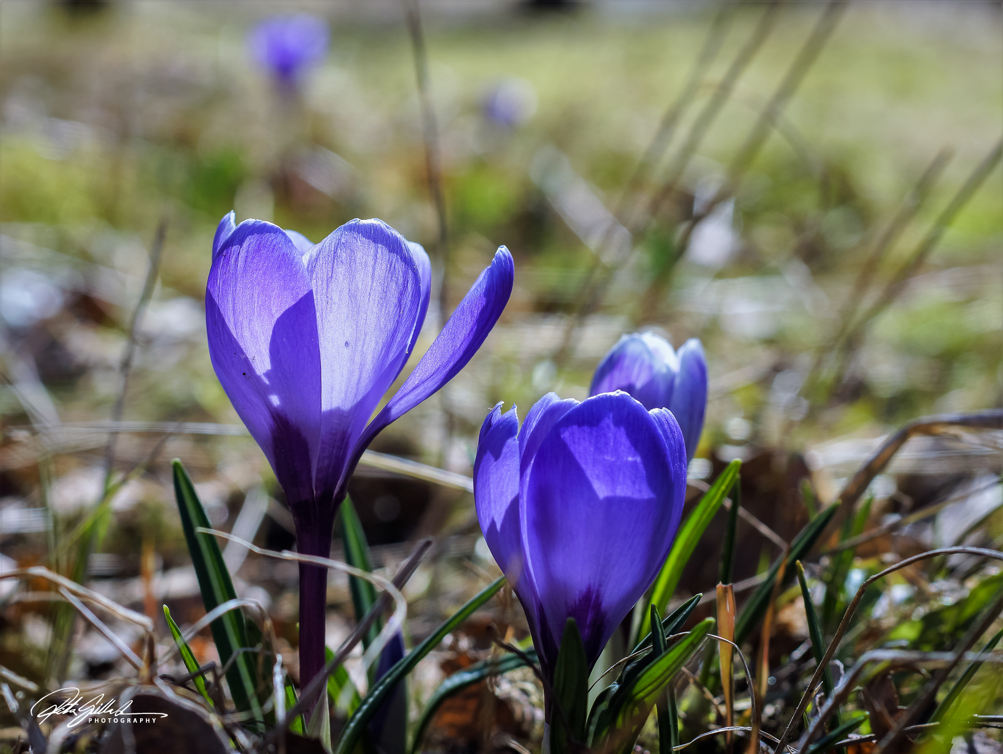 Spring macros (3 of 15)