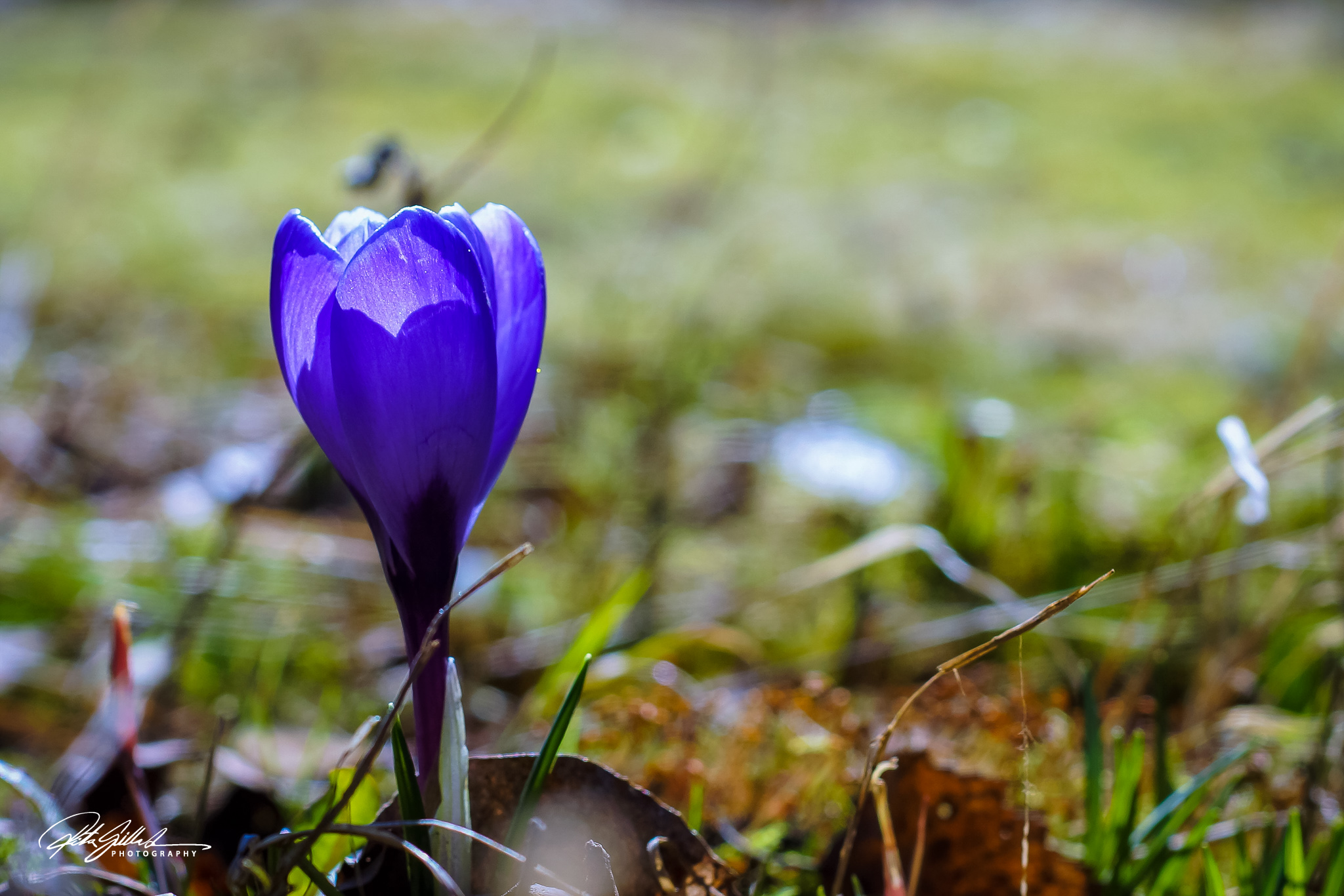 Spring macros (5 of 15)