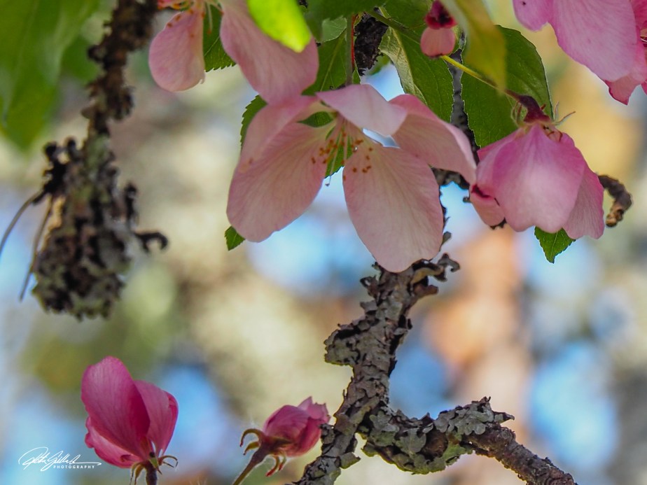 Cherry blossom (11 of 22).jpg