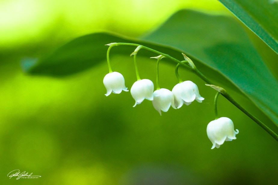 Lilies of the&nbsp;valley