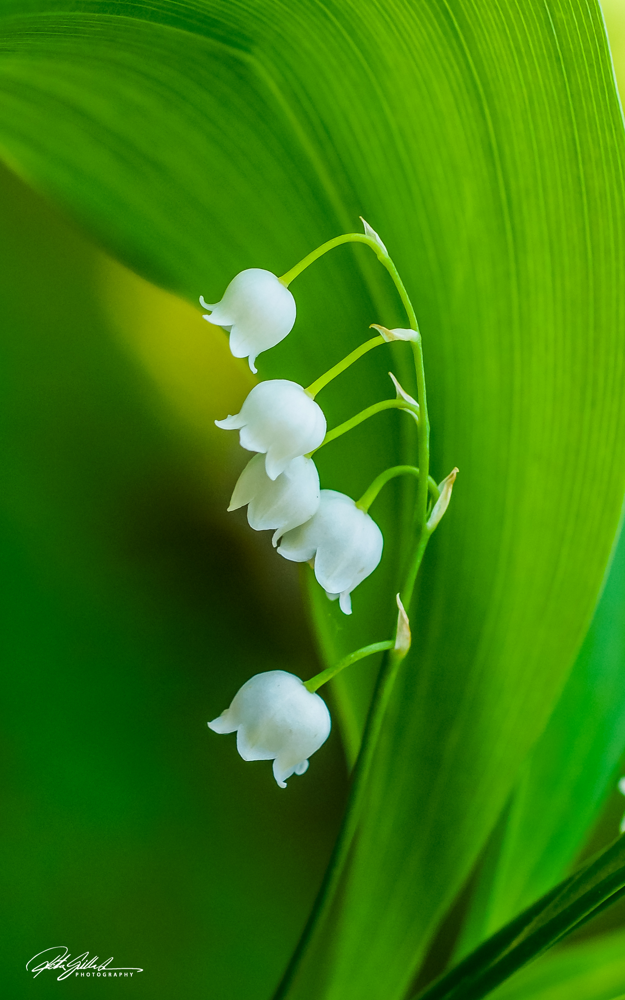 Lillies of the valley (25 of 74)