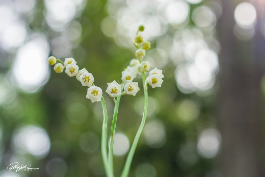 Lillies of the valley (58 of 74)