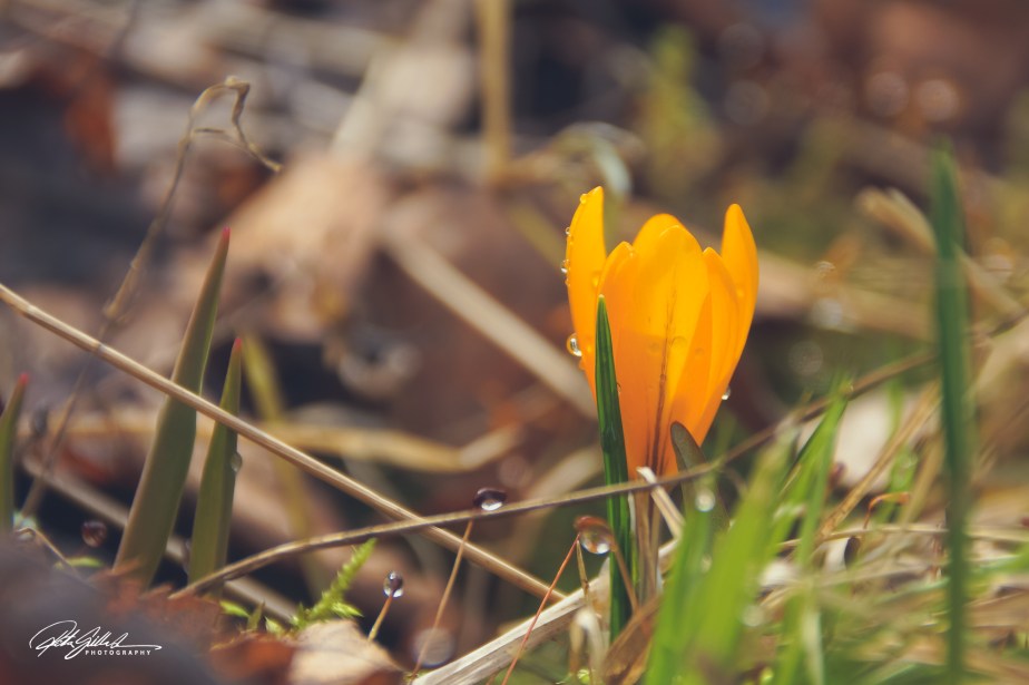 Macro_ Pussy willows (27 of 33)