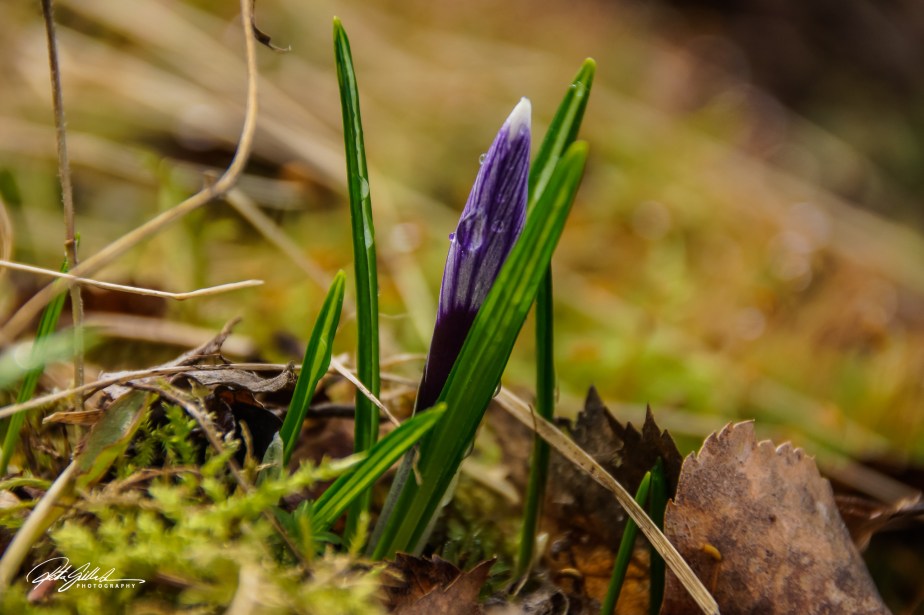 Macro_ Pussy willows (29 of 33)