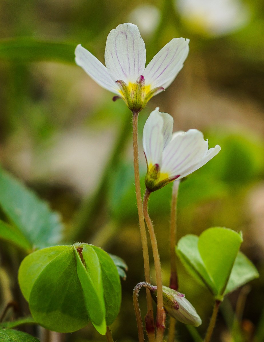 Signs of spring -2 (39 of 104)