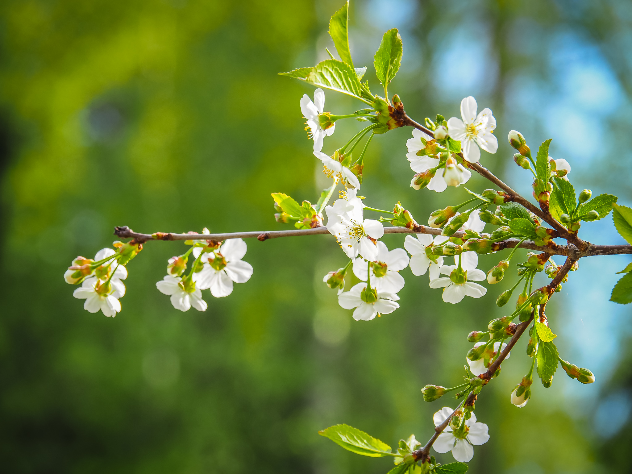 OLYMPUS DIGITAL CAMERA