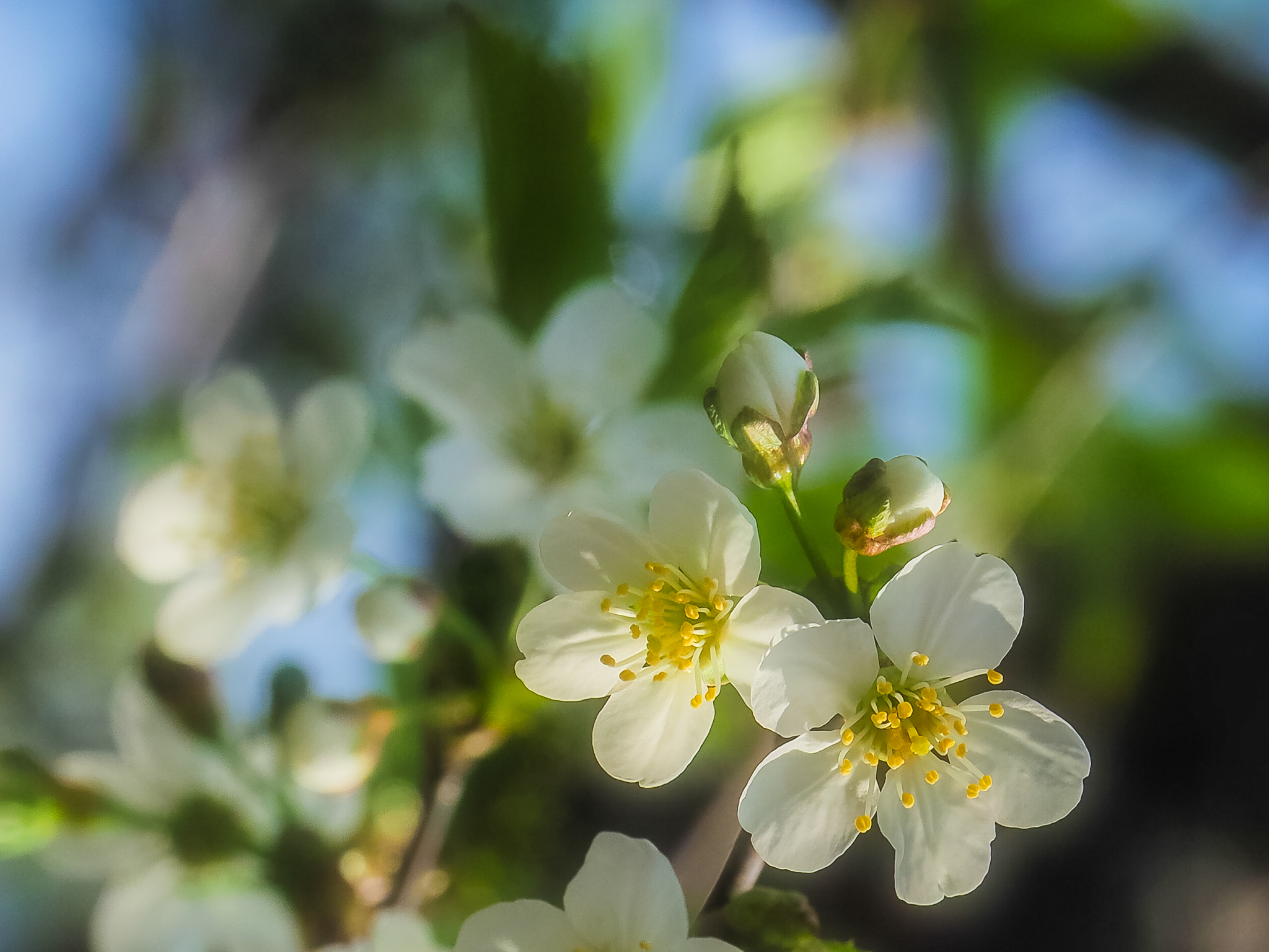 OLYMPUS DIGITAL CAMERA