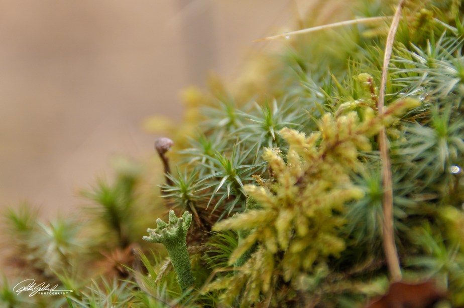 Spring macros (12 of 16)