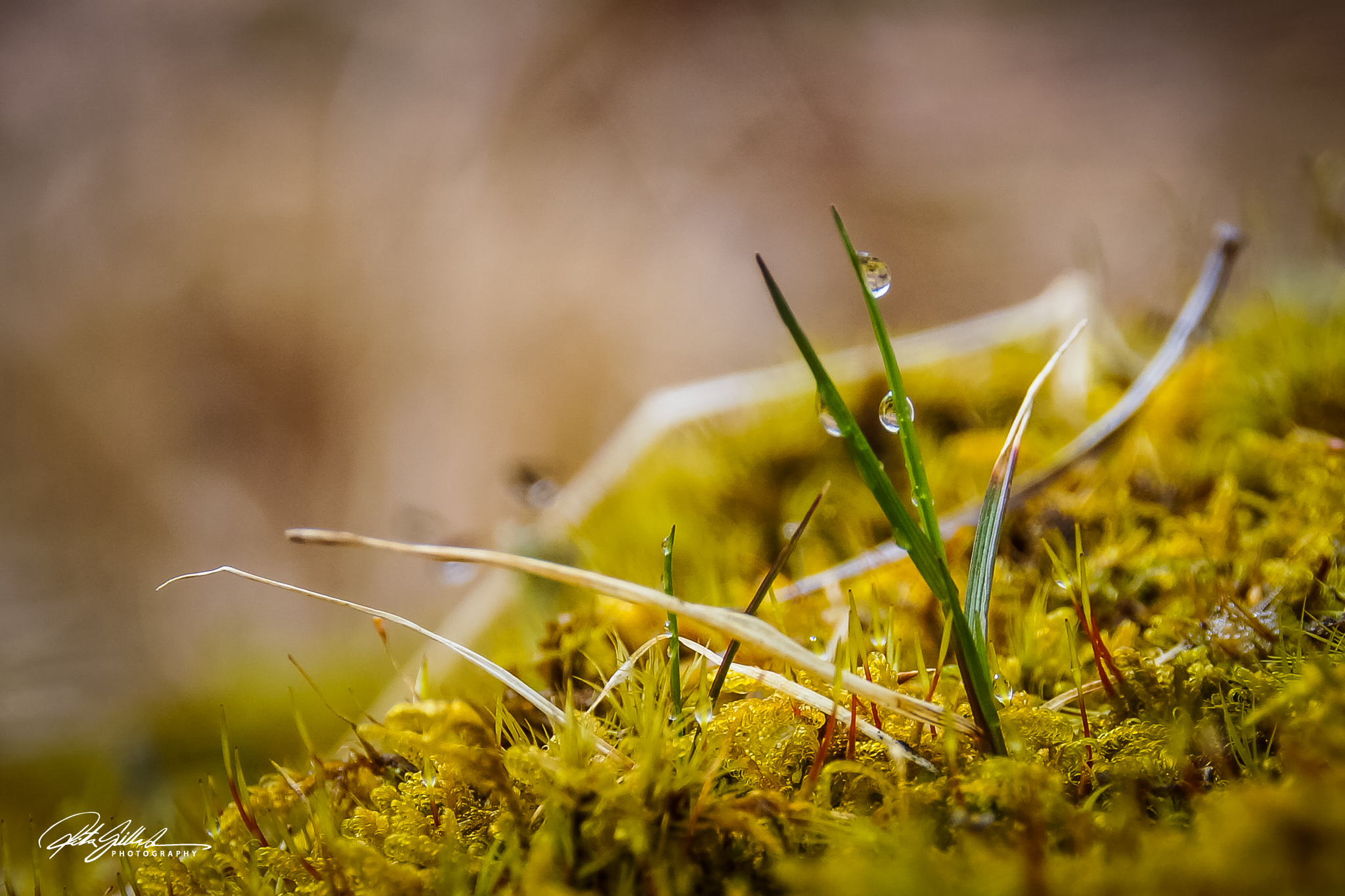 Spring macros (4 of 16)