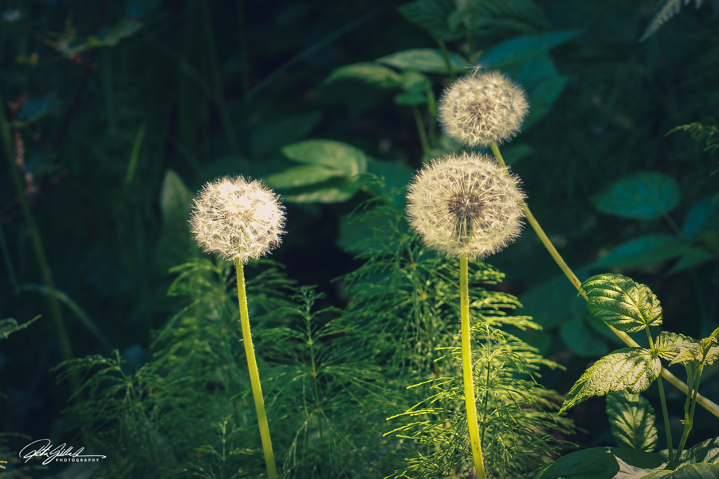 Summer flowers (84 of 118)