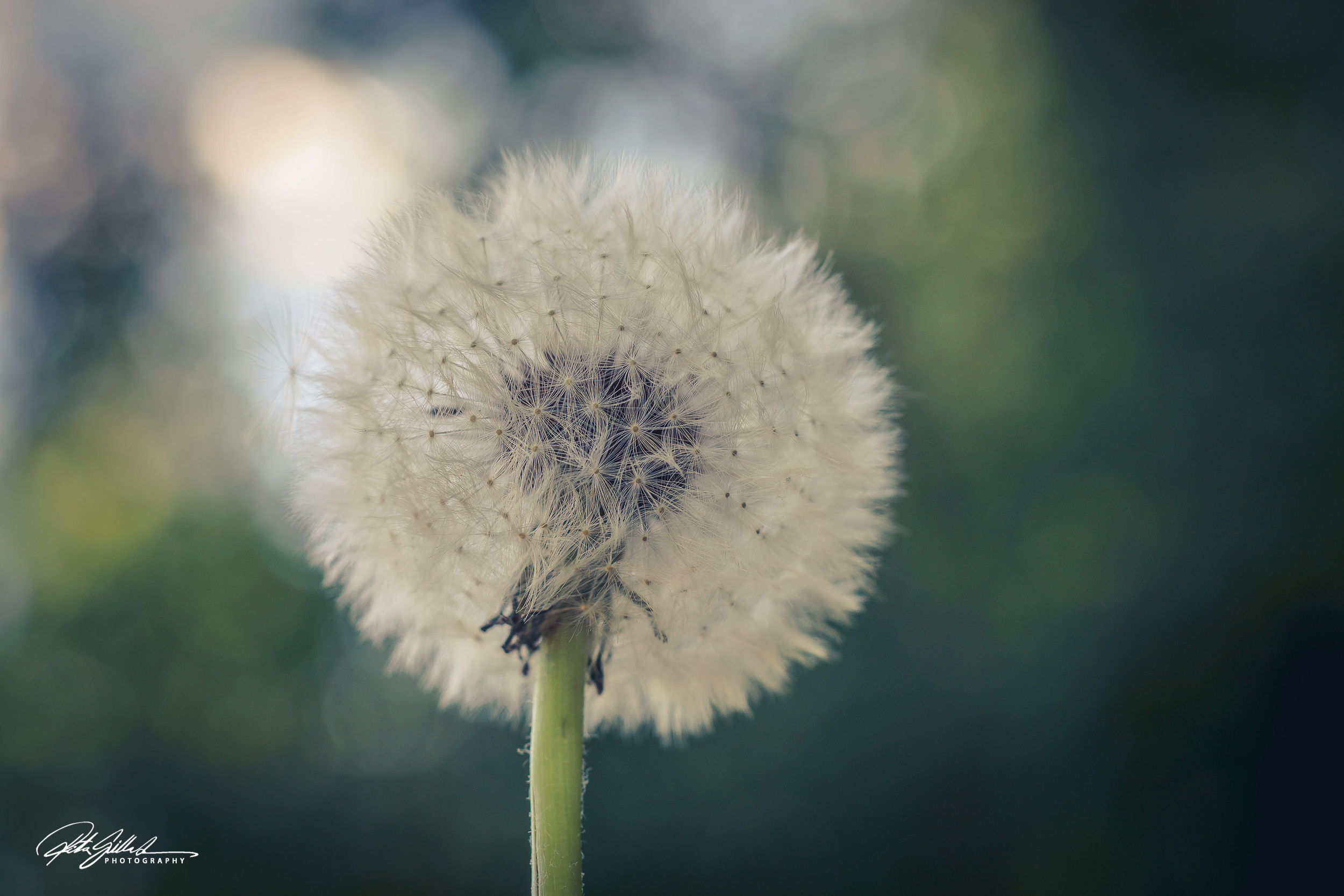 Summer flowers (85 of 118)