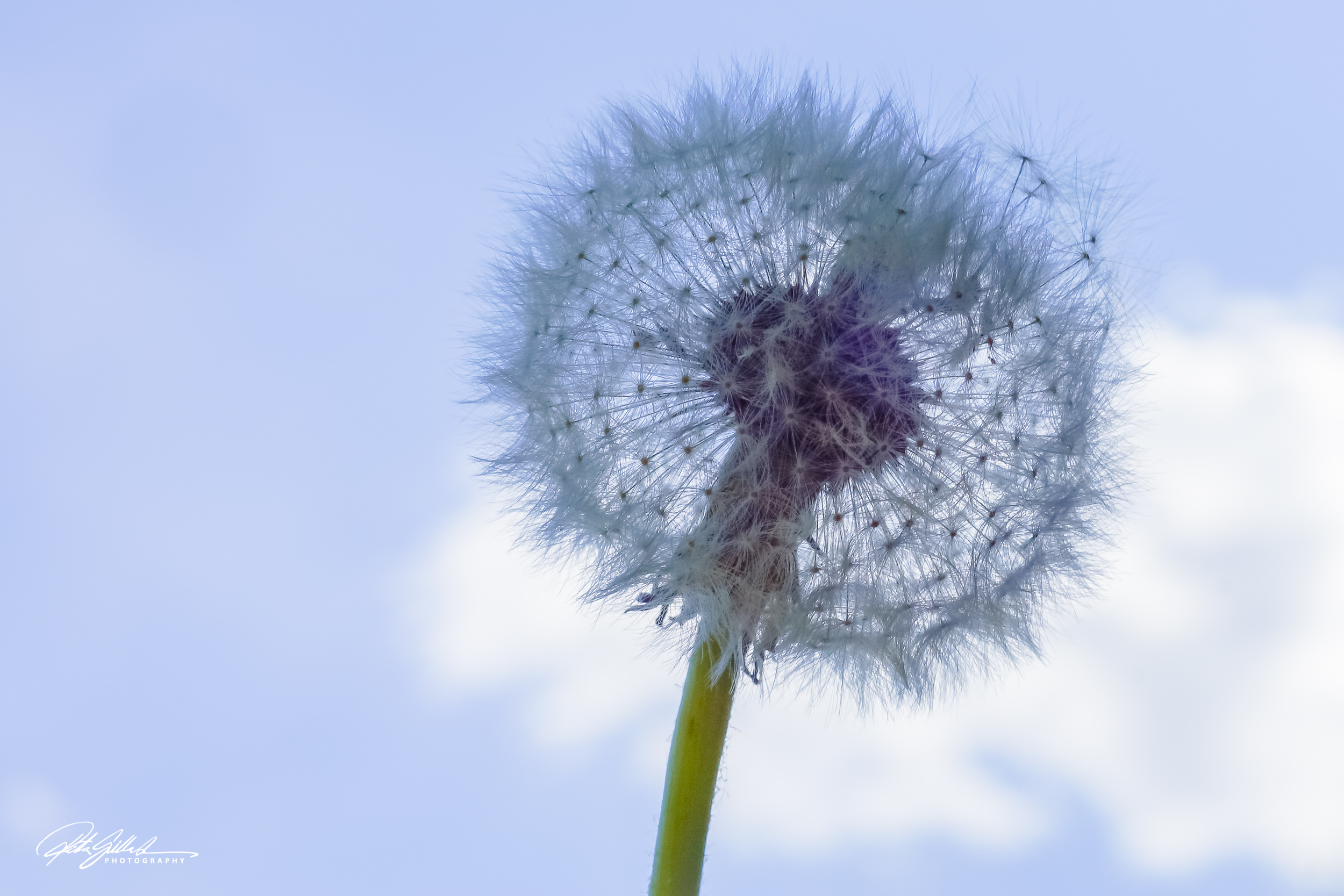 Summer flowers (86 of 118)