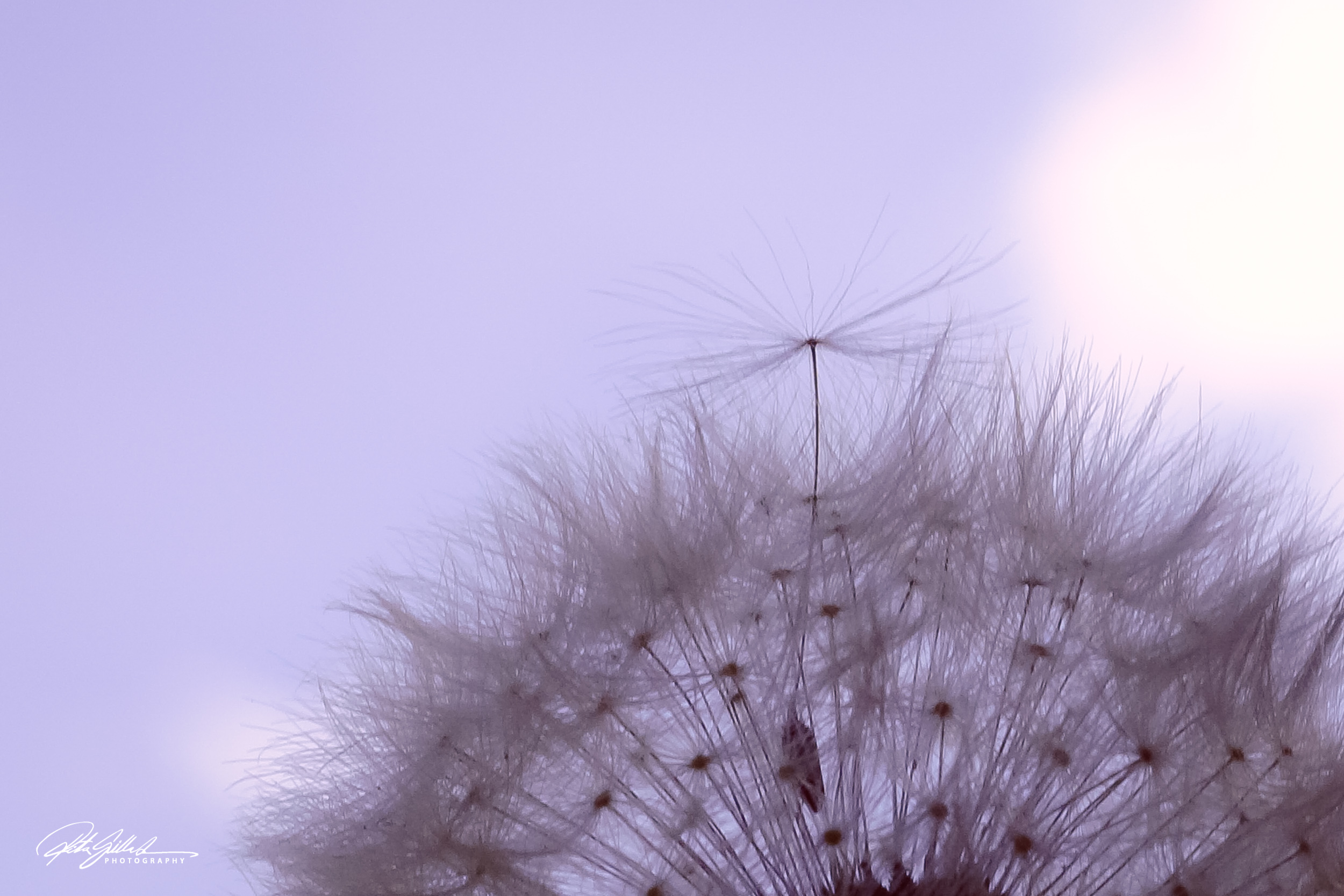 Summer flowers (88 of 118)