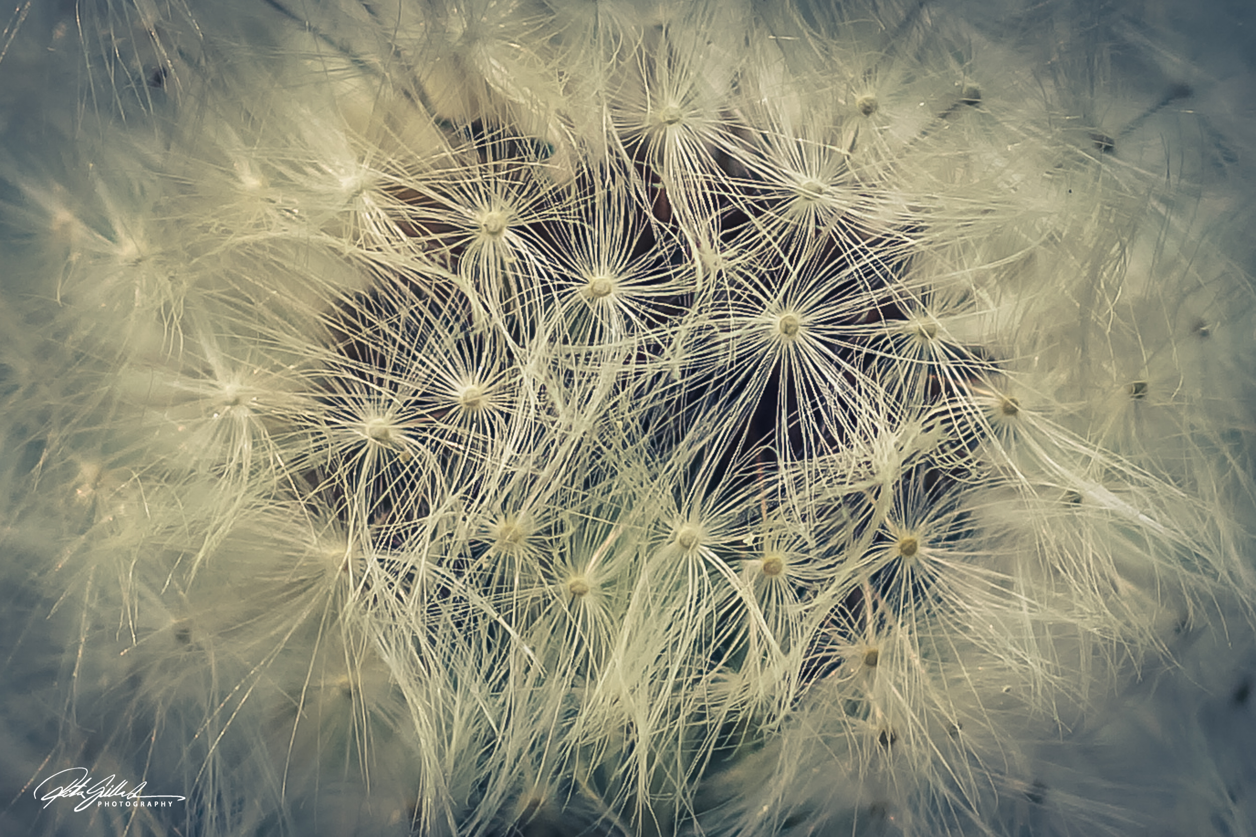 Summer flowers (90 of 118)