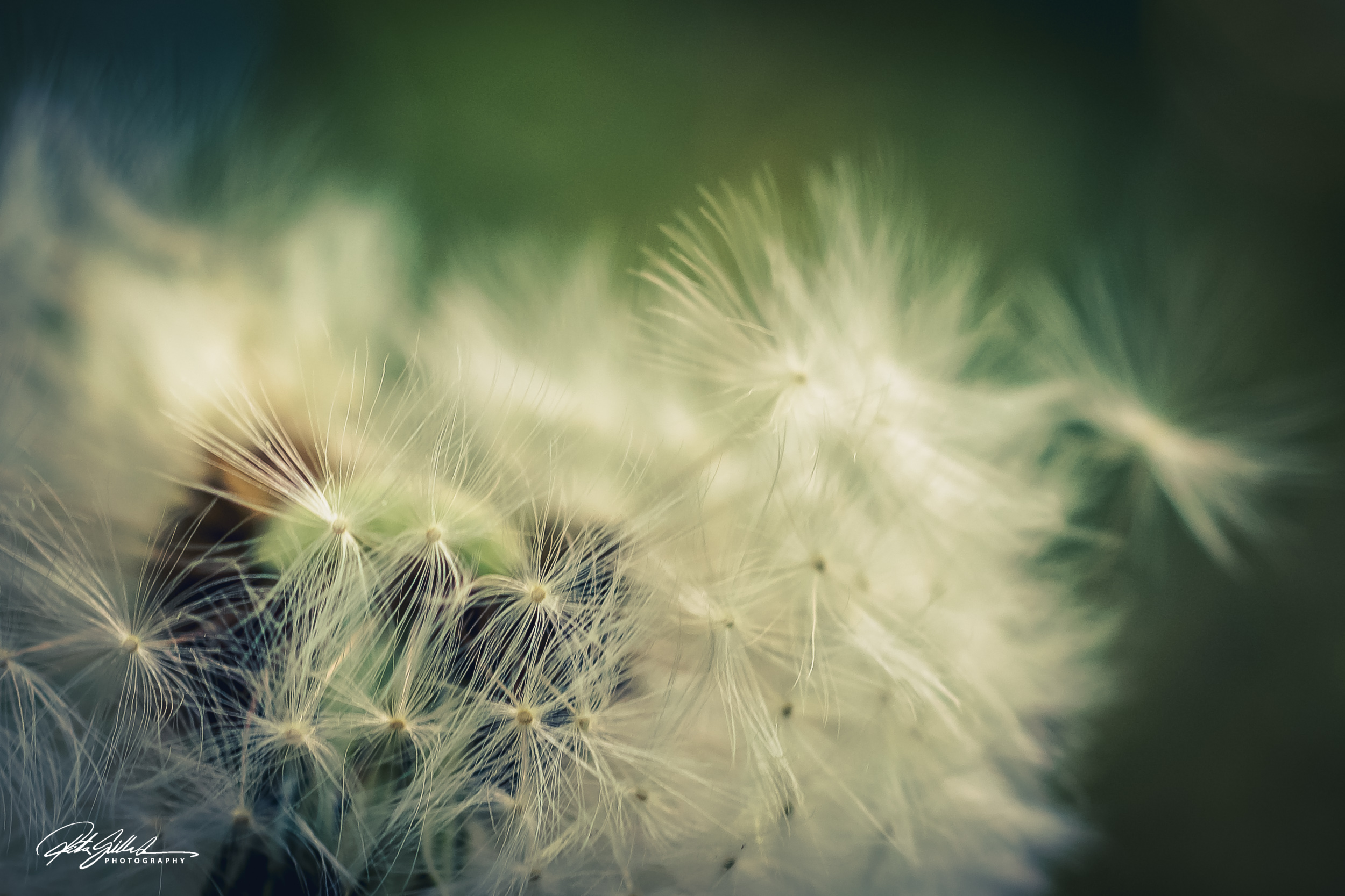 Summer flowers (91 of 118)-2