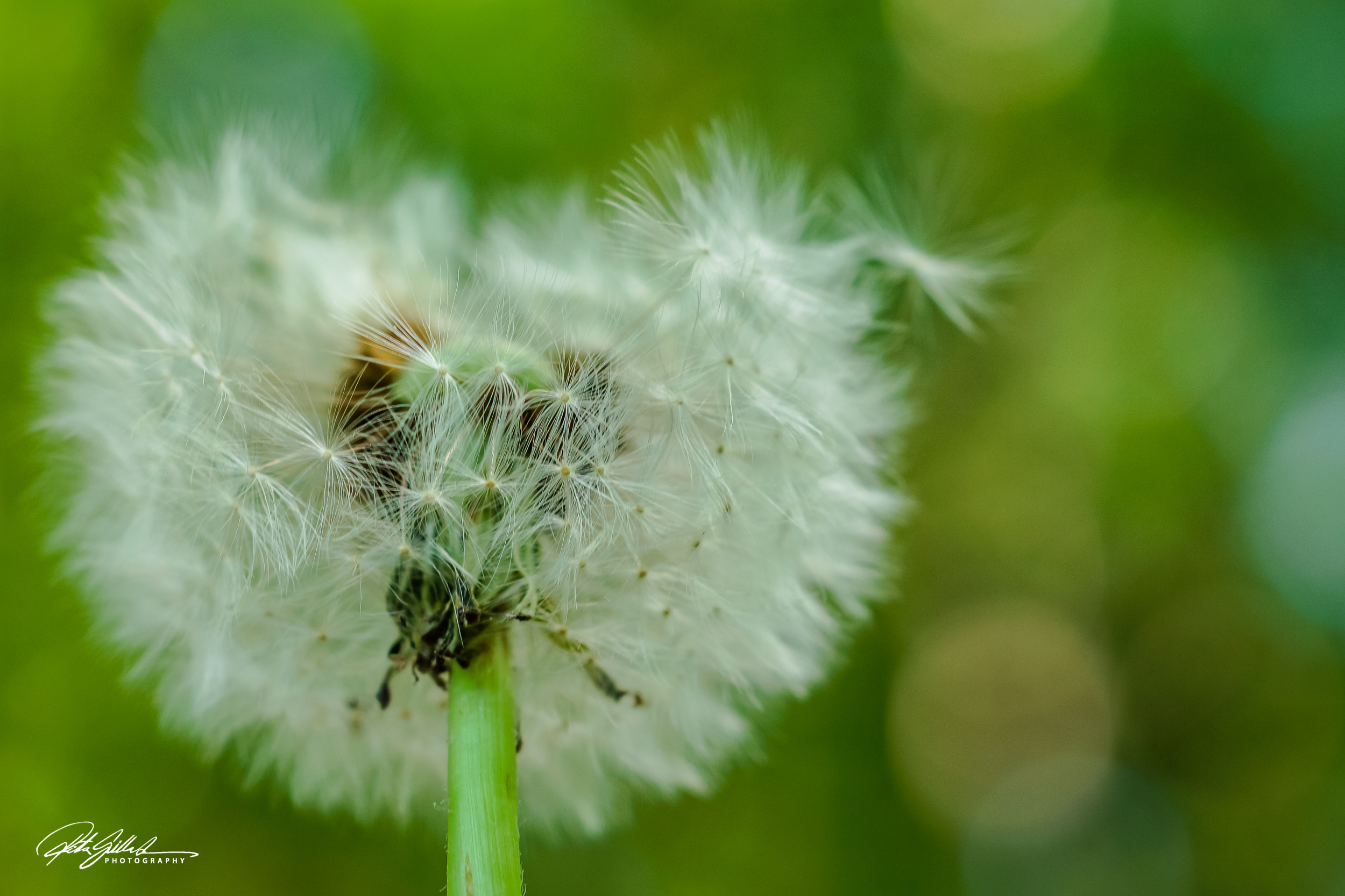 Summer flowers (91 of 118)
