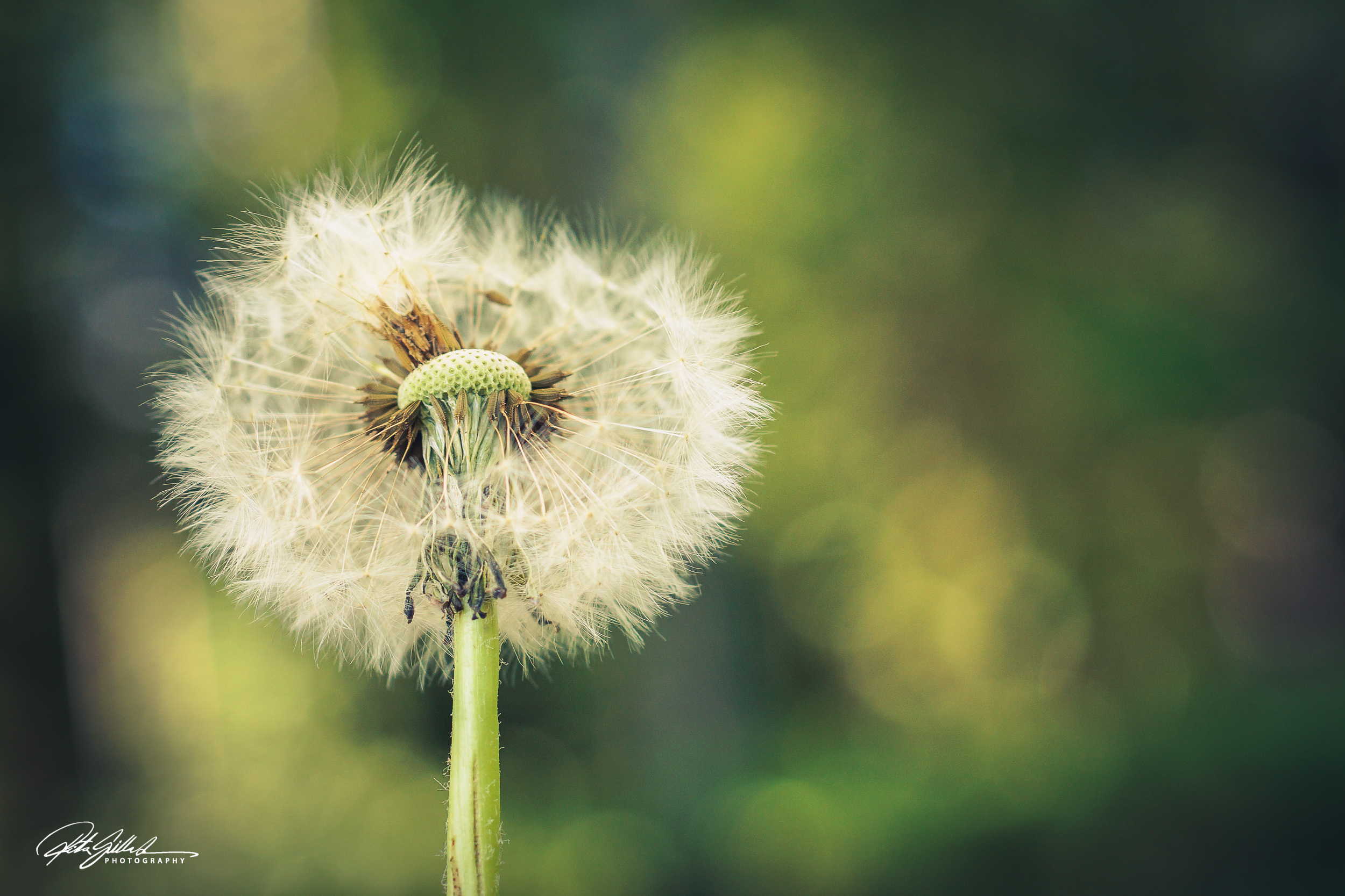 Summer flowers (93 of 118)