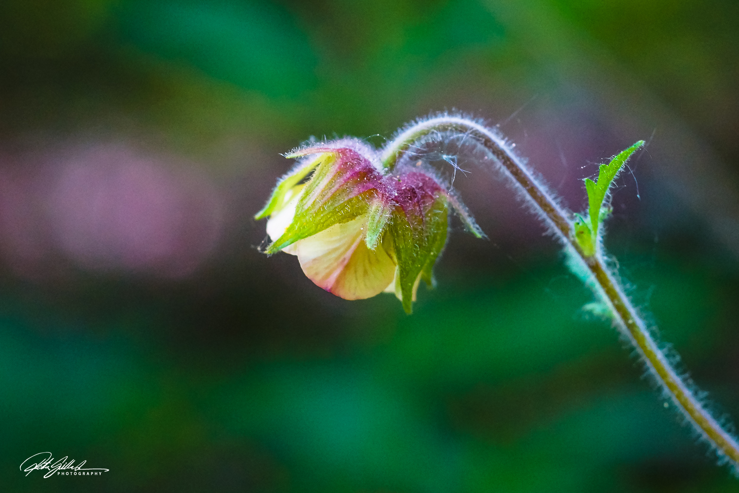 wild flowers (27 of 33)