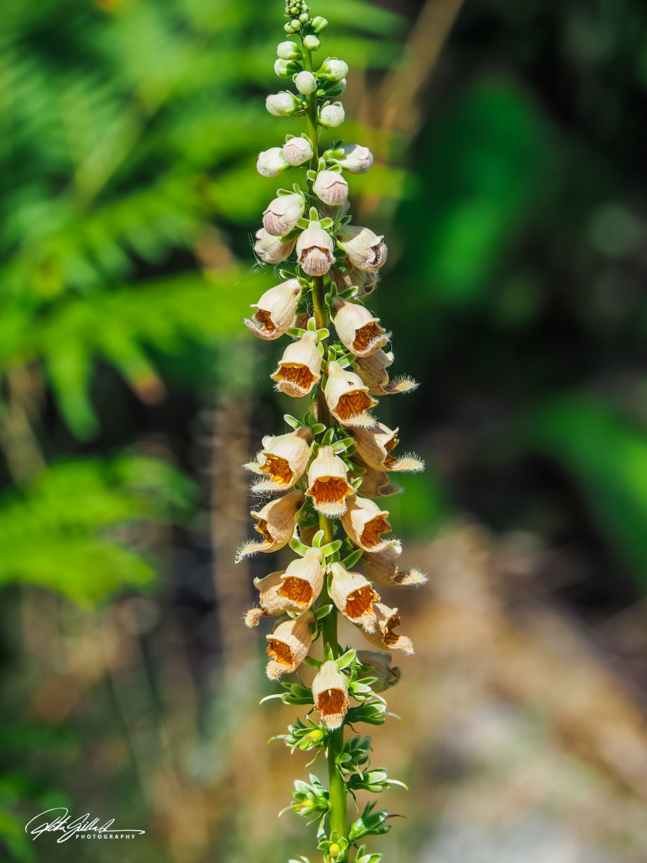 August flowers (43 of 59)