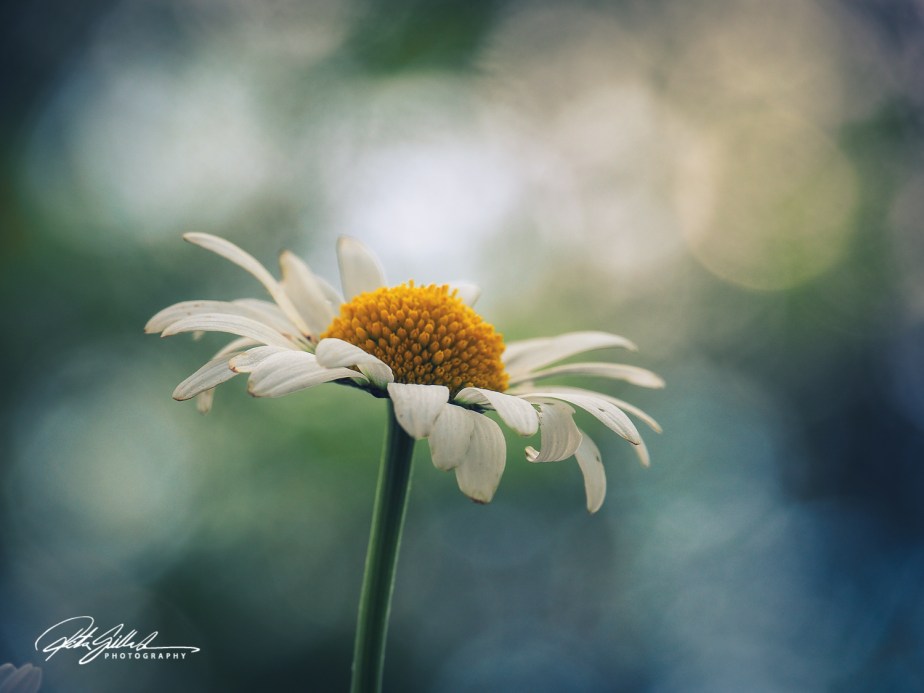 bright, cheerful, simple, resilient, beautiful,&nbsp;timeless.