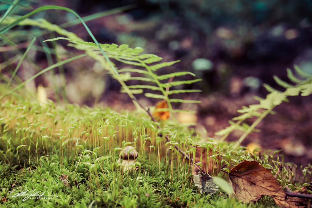 plants in fall-05307